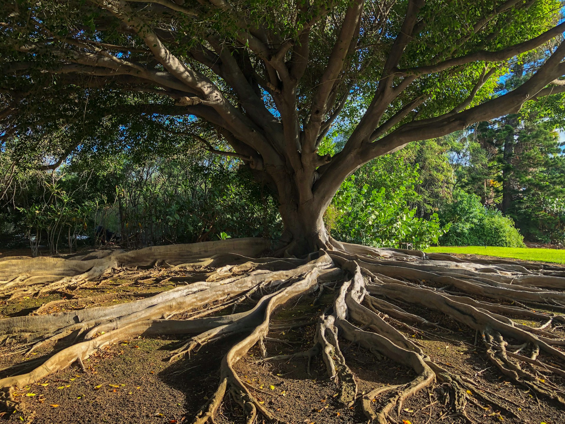 Large tree with exposed roots spreading across the ground in a natural landscape, symbolizing strong foundations, resilience, and interconnected systems.